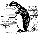 Drawing of a penguin