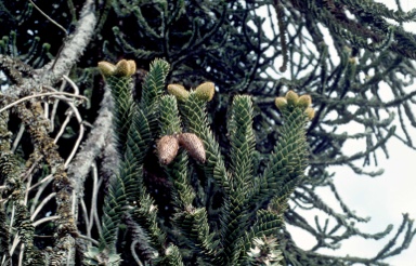 APII jpeg image of Araucaria araucana  © contact APII