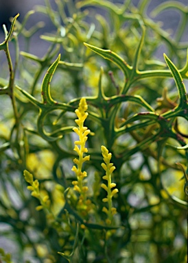 APII jpeg image of Synaphea parviflora  © contact APII