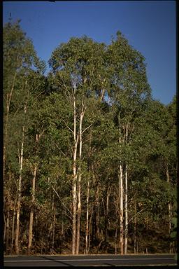 APII jpeg image of Eucalyptus amplifolia subsp. amplifolia  © contact APII