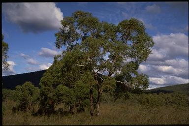 APII jpeg image of Eucalyptus aromaphloia subsp. aromaphloia  © contact APII