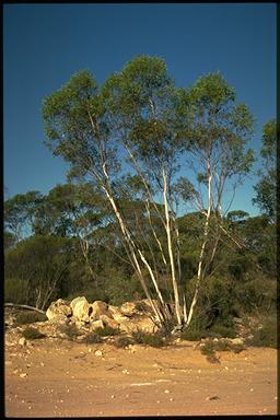 APII jpeg image of Eucalyptus diversifolia  © contact APII