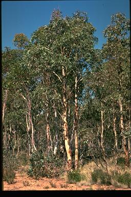 APII jpeg image of Eucalyptus elaeophloia  © contact APII