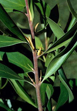APII jpeg image of Persoonia cornifolia  © contact APII
