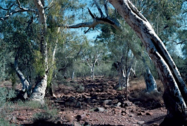 APII jpeg image of Eucalyptus camaldulensis subsp. refulgens  © contact APII