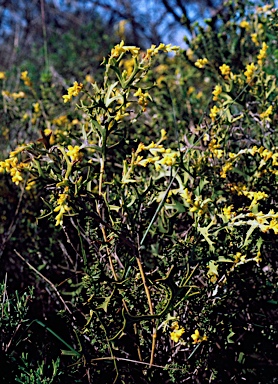 APII jpeg image of Synaphea spinulosa subsp. borealis  © contact APII