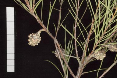 APII jpeg image of Hakea salicifolia 'ssp. Royston'  © contact APII