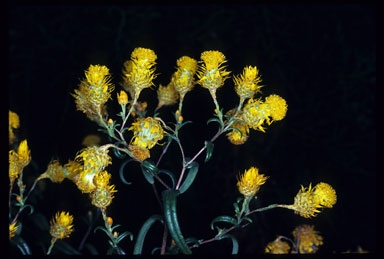 APII jpeg image of Waitzia acuminata  © contact APII