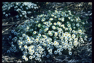 APII jpeg image of Rhodanthe anthemoides 'Chamomile Cascade'  © contact APII