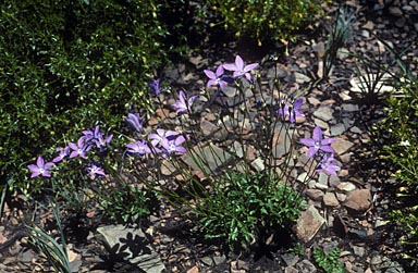 APII jpeg image of Wahlenbergia gloriosa  © contact APII