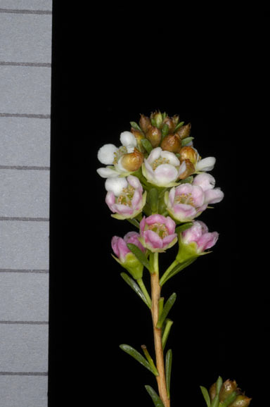 APII jpeg image of Chamelaucium 'Blossom Fireball'  © contact APII