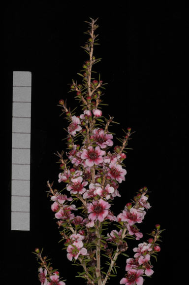 APII jpeg image of Leptospermum 'Naoko'  © contact APII