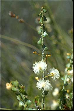 APII jpeg image of Acacia biflora  © contact APII