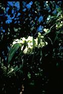 Acacia Biflora
