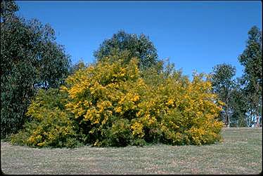 APII jpeg image of Acacia cardiophylla  © contact APII