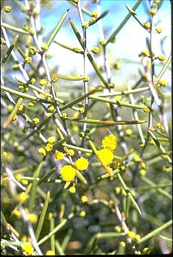 APII jpeg image of Acacia eremophila var. eremophila  © contact APII