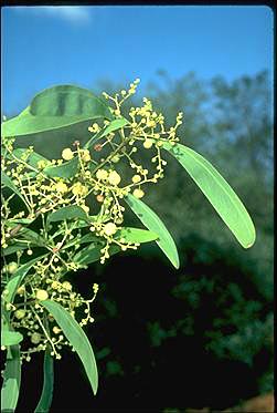 APII jpeg image of Acacia falciformis  © contact APII