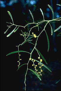 APII jpeg image of Acacia gillii  © contact APII