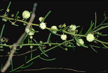 APII jpeg image of Acacia gonophylla  © contact APII