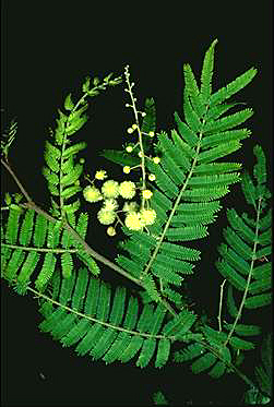 APII jpeg image of Acacia oshanesii  © contact APII
