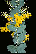 Photo of Acacia podalyriifolia - click for more