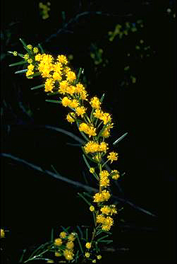 APII jpeg image of Acacia sulcata  © contact APII