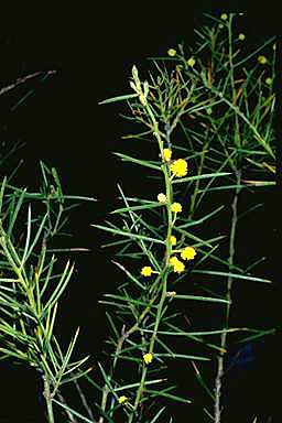 APII jpeg image of Acacia enterocarpa  © contact APII