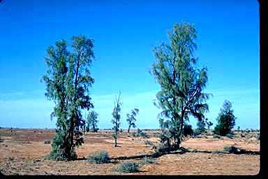 APII jpeg image of Acacia peuce  © contact APII