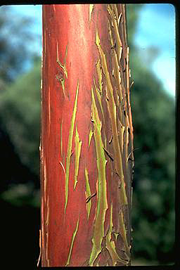 APII jpeg image of Eucalyptus crucis  © contact APII