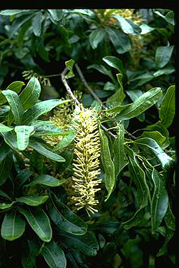 APII jpeg image of Macadamia integrifolia  © contact APII