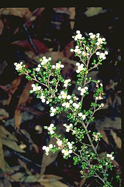 APII jpeg image of Spyridium microphyllum  © contact APII