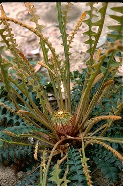 APII jpeg image of Banksia calophylla  © contact APII