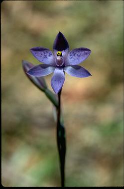 APII jpeg image of Thelymitra ixioides subsp.  © contact APII