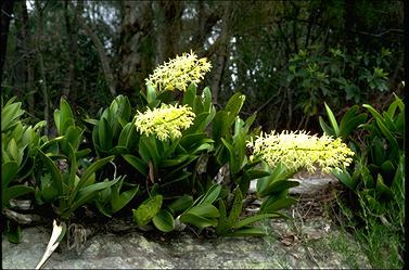 APII jpeg image of Dendrobium speciosum  © contact APII