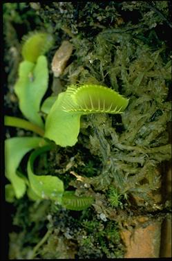 APII jpeg image of Dionaea muscipula  © contact APII