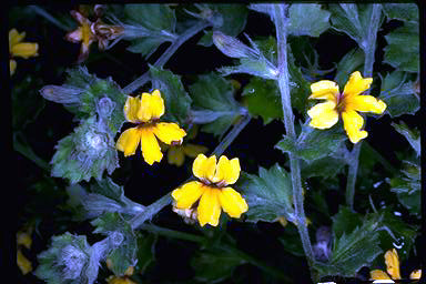 APII jpeg image of Goodenia rotundifolia  © contact APII