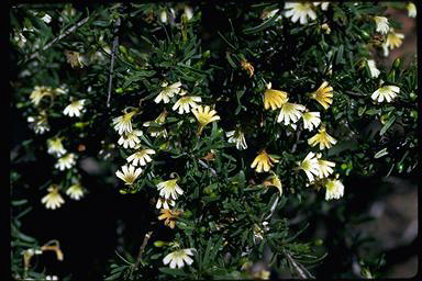 APII jpeg image of Scaevola spinescens  © contact APII