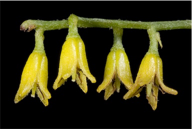 APII jpeg image of Persoonia graminea  © contact APII