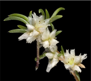 APII jpeg image of Laxmannia sessiliflora subsp. sessiliflora  © contact APII