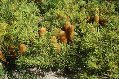 APII jpeg image of Banksia spinulosa 'Stumpy Gold'  © contact APII