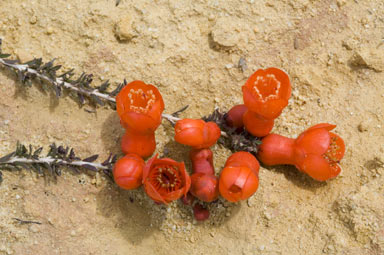 APII jpeg image of Balaustion pulcherrimum  © contact APII