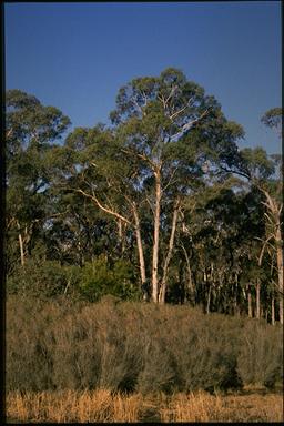 APII jpeg image of Eucalyptus macarthuri  © contact APII
