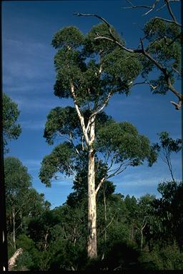 APII jpeg image of Eucalyptus megacarpa  © contact APII