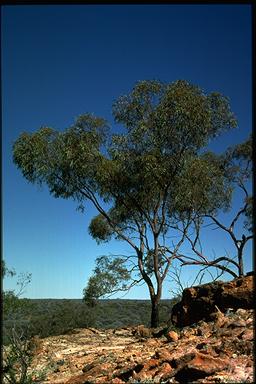 APII jpeg image of Eucalyptus nigrifunda  © contact APII