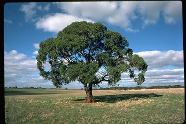 APII jpeg image of Eucalyptus odorata  © contact APII