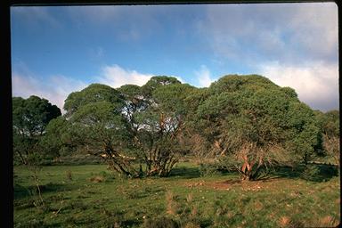 APII jpeg image of Eucalyptus parvula  © contact APII