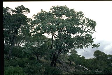 APII jpeg image of Eucalyptus perriniana  © contact APII
