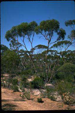 APII jpeg image of Eucalyptus platycorys  © contact APII