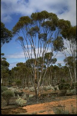 APII jpeg image of Eucalyptus polita  © contact APII