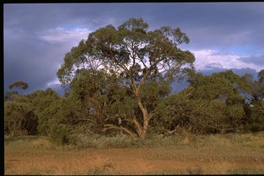 APII jpeg image of Eucalyptus porosa  © contact APII